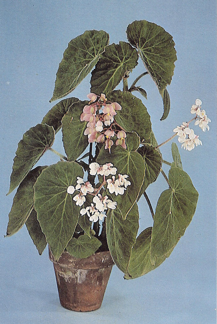 B. ‘Lorene Brown’